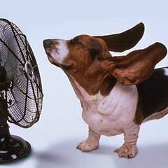 dog enjoying a fan - Keep Your Pets Cool This Summer